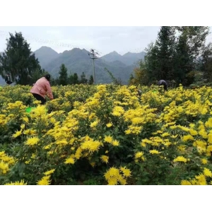 华体会hthapp朵朵菊花铺就大众“致富路”