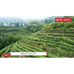 【云遇中国·采茶春山上】福建武夷山：华体会hth最新茶香飘山野 喝茶山川间