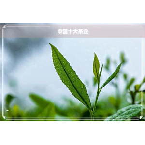 华体会hth最新中国十大茶企